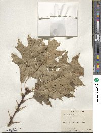 Quercus rubra image