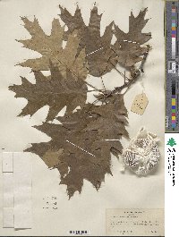 Quercus rubra image