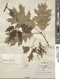 Quercus rubra image