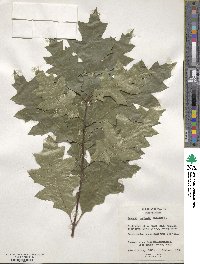 Quercus rubra image