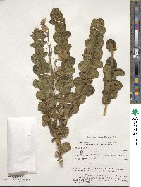 Valeriana spicata image