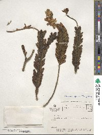 Valeriana spicata image