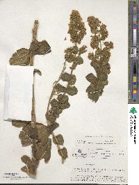 Valeriana spicata image