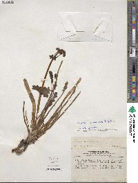 Valeriana pinnatifida image