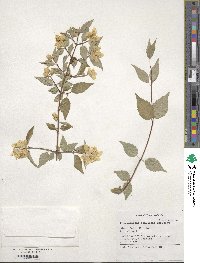 Philadelphus schrenkii image