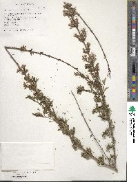 Image of Syringa persica