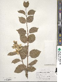 Image of Philadelphus lewisii