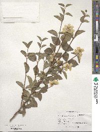 Philadelphus lewisii image