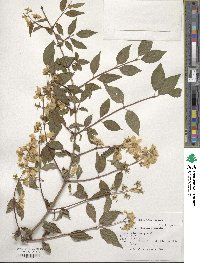 Philadelphus lewisii image