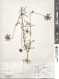 Image of Cosmos bipinnatus