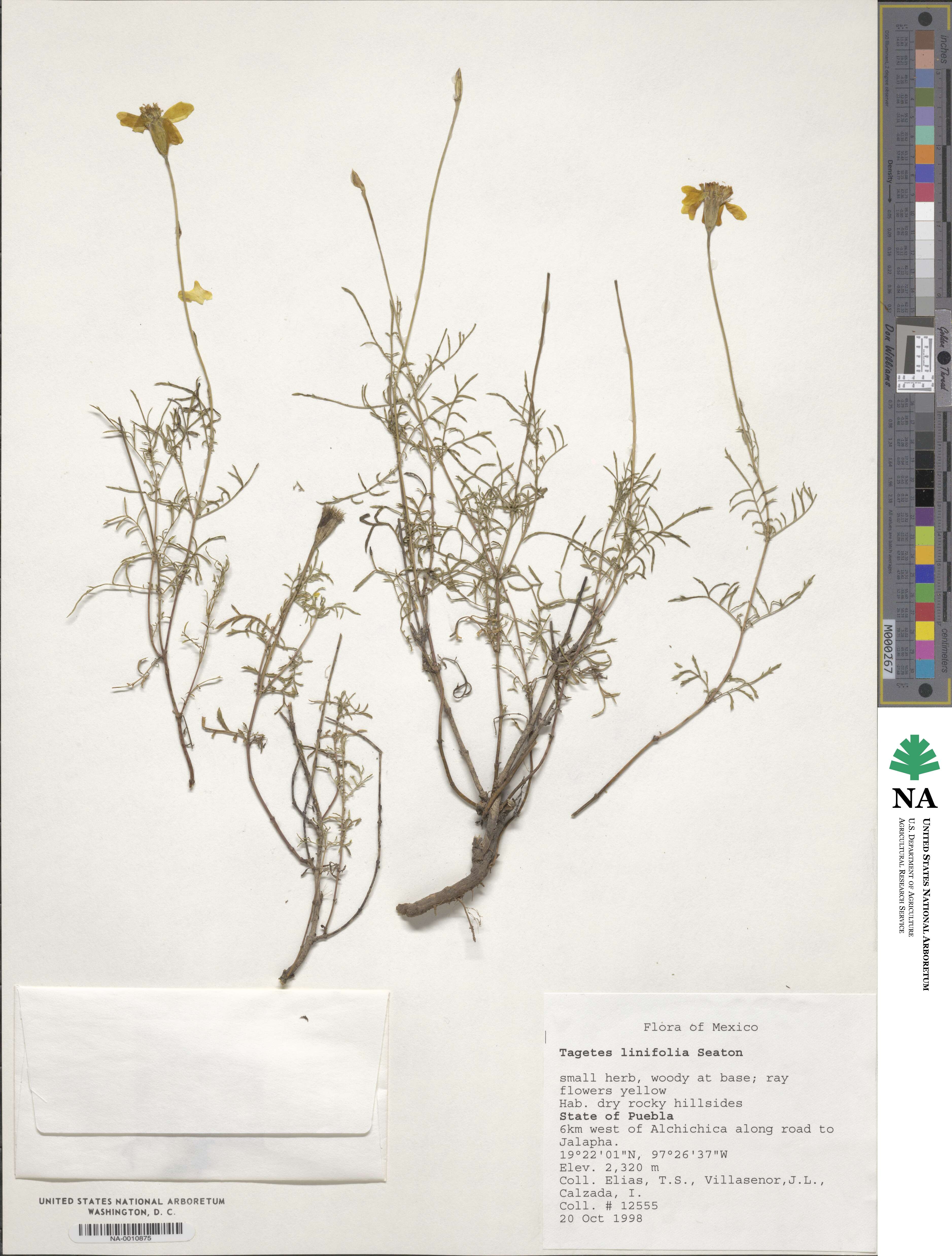 Tagetes linifolia image