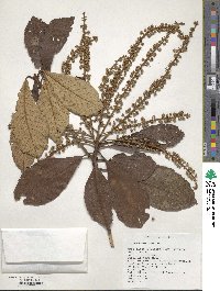 Image of Clethra mexicana