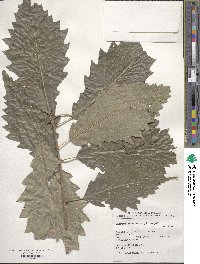 Quercus muehlenbergii image