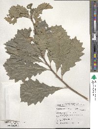 Quercus muehlenbergii image