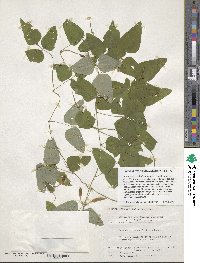 Dumasia truncata image