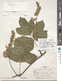 Pueraria montana var. lobata image