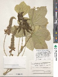 Pueraria montana var. lobata image