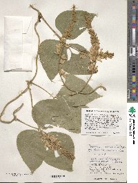 Pueraria montana image