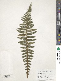 Image of Polystichum braunii