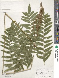 Osmunda regalis image