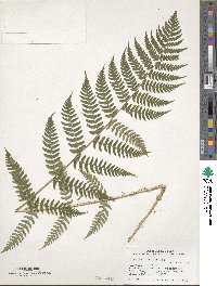 Dryopteris marginalis image