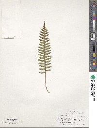 Polypodium virginianum image