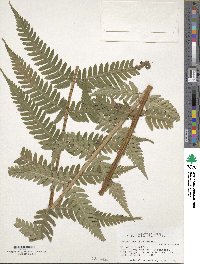 Dryopteris ludoviciana image