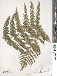 Dryopteris ludoviciana image