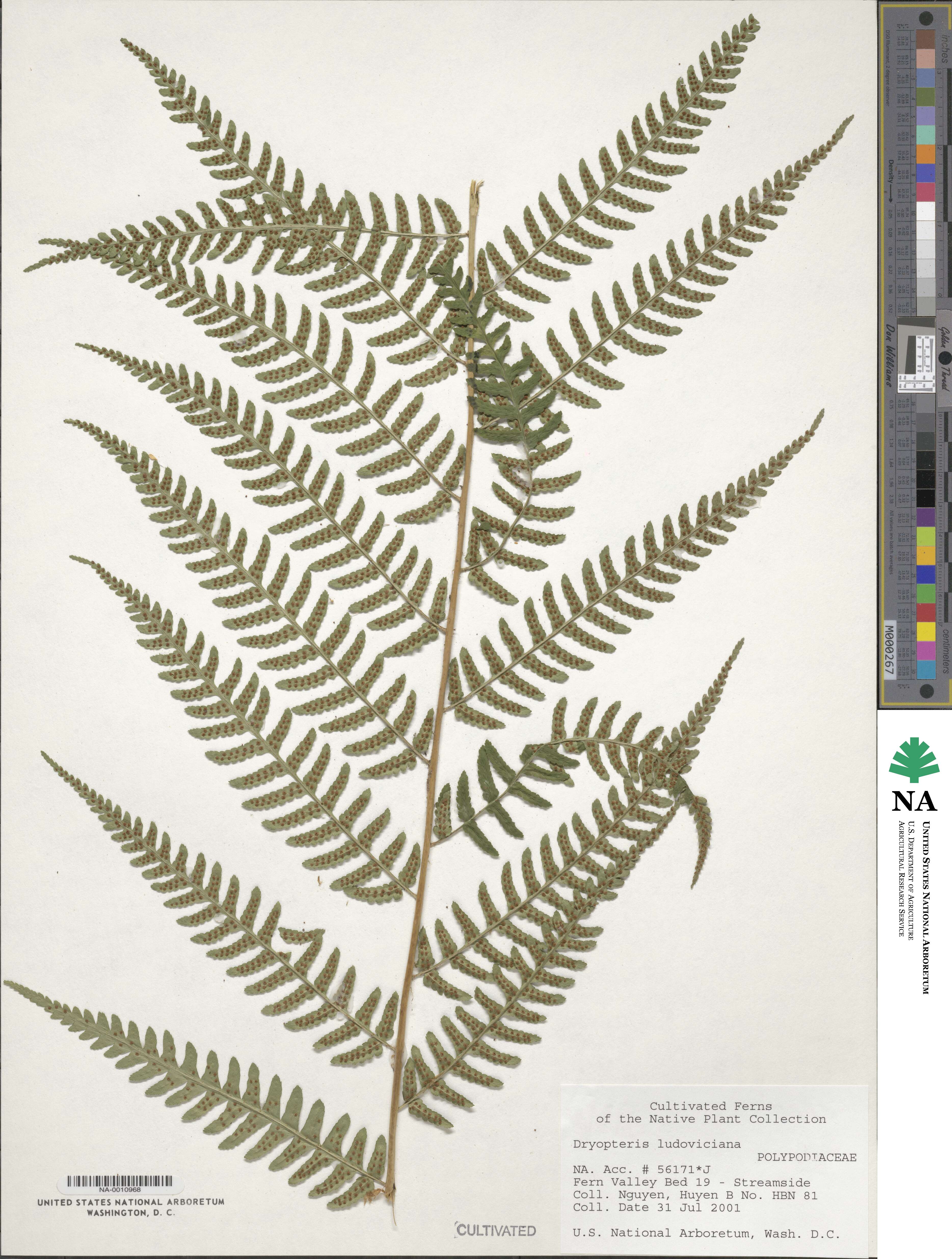 Dryopteris ludoviciana image