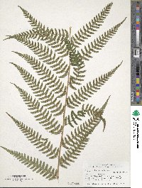 Dryopteris ludoviciana image