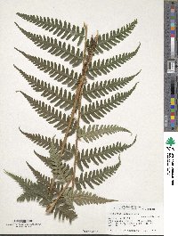 Dryopteris ludoviciana image