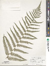 Dryopteris ludoviciana image