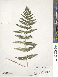 Dryopteris marginalis image