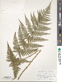 Dryopteris intermedia image