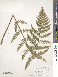 Dryopteris marginalis image