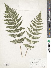 Dryopteris intermedia image