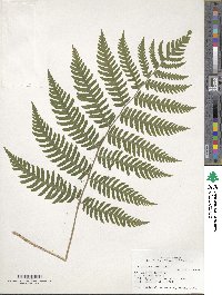 Dryopteris goldieana image