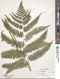 Dryopteris cristata image