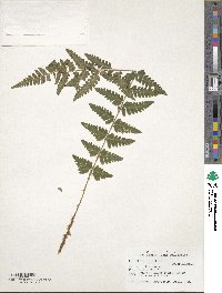 Dryopteris cristata image