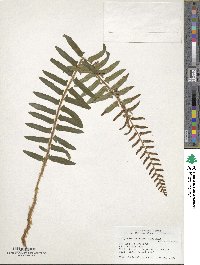 Image of Polystichum acrostichoides