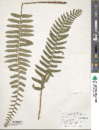 Polystichum acrostichoides image