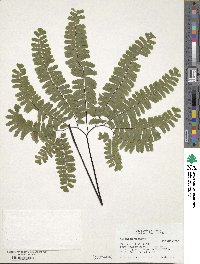 Image of Adiantum pedatum