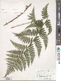 Dryopteris intermedia image