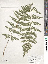 Dryopteris carthusiana image