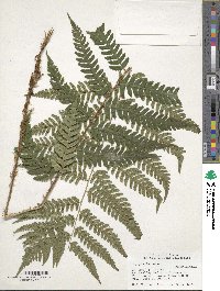 Dryopteris celsa image