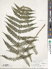 Dryopteris marginalis image