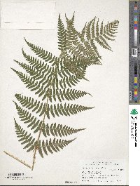 Dryopteris marginalis image