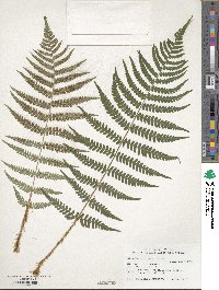 Dryopteris marginalis image