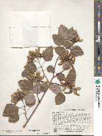 Acer paxii image