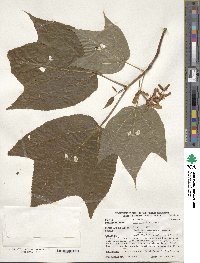 Acer pensylvanicum image